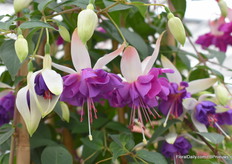 Dit mooie blauwtje is de Blue Angel.